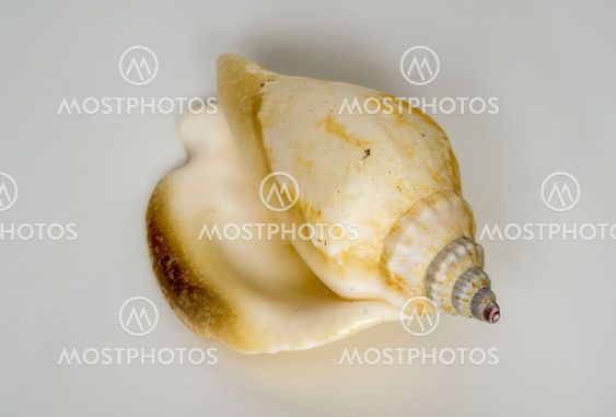 seashell on a light background, macro photo