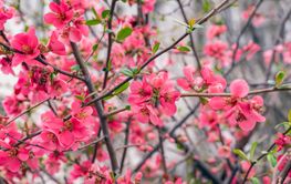 Quince tree in full bloom, bright pink flowers on its...