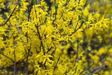 Yellow forsythia blossoms on delicate branches. Concept...