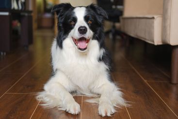 Funny portrait cute puppy dog border collie indoor. Pet...