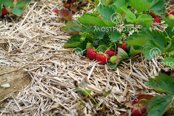 Strawberries in the field- three red and one green