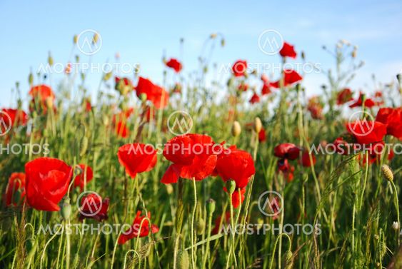 Poppies in a field