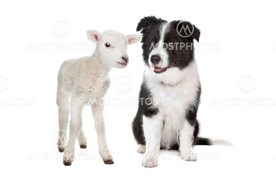 Lamm och en border collie valp