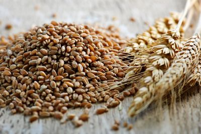 Whole grain wheat kernels closeup