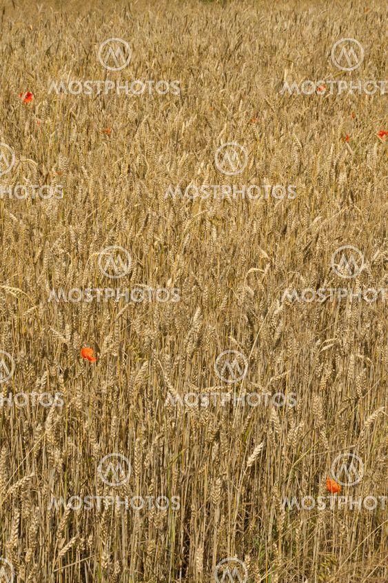 wheat field