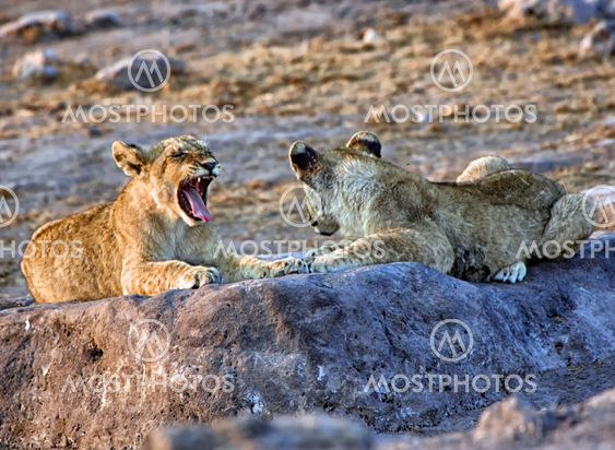 a lion cub yawning at etosha national park namibia africa
