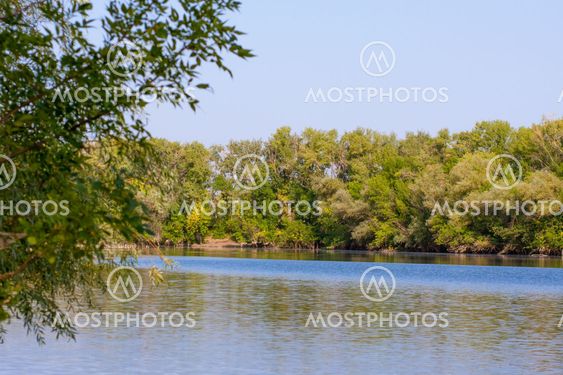 green trees on the river