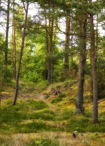 Outdoor, trail and plants with woods for adventure,...