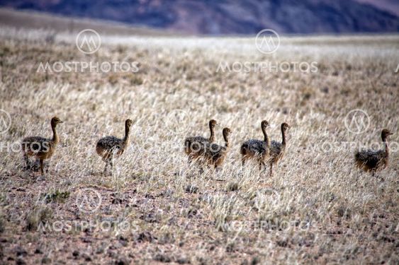 ostrich cub near luderitz sperrgebiet national park namibia
