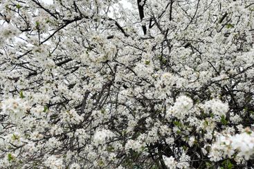 Dense white blossoms covering tree branches in spring....