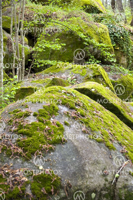 Rock med moss