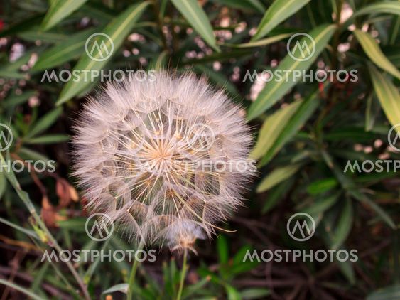 The head of a flowering dandelion on a background of green leaves