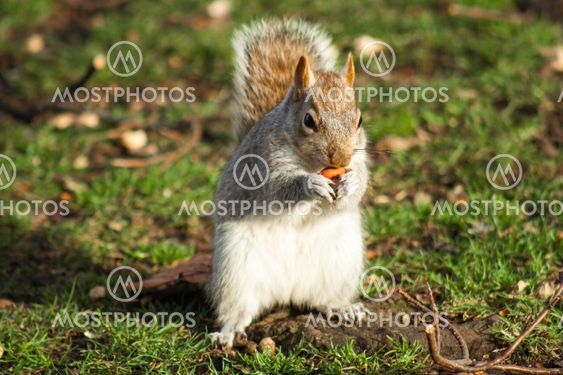 Squirrel foraging for nuts