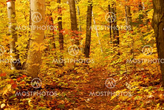 Fall forest