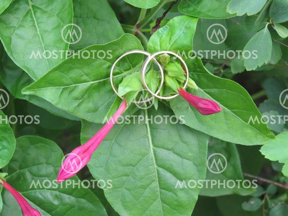 Wedding rings in flowers