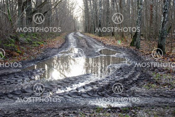 Muddy forest road
