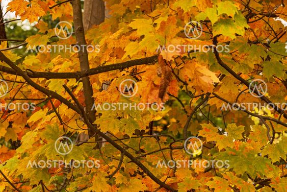 Autumn colors, leaves and trees