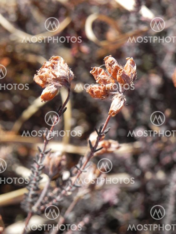 Vårblommor