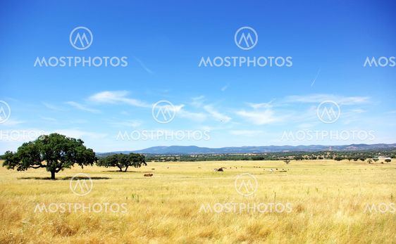 Landscape of Alentejo field in summer.