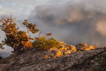 Relic trees and sunny evening rocks.