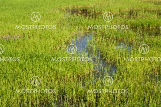Seedlings of rice growing in paddy fields with water