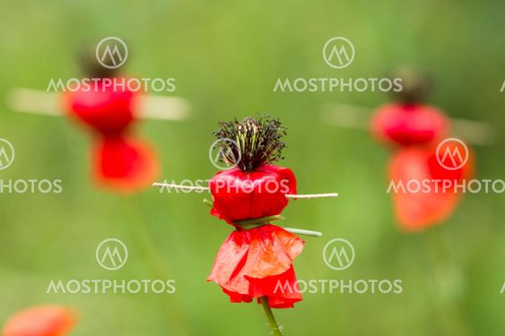 Poppies dance