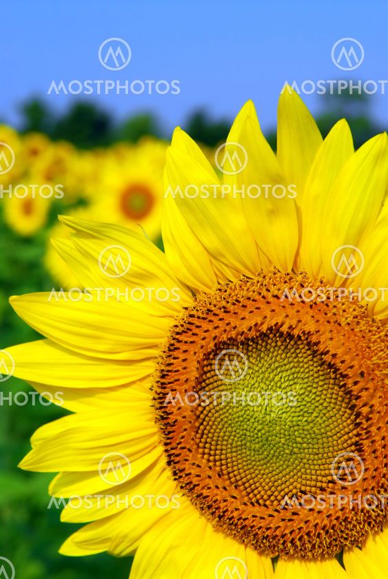Sunflower field