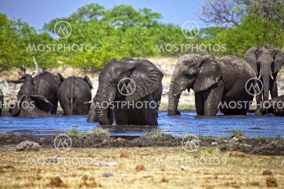 a group of elephants swiming in a waterhole at etosha national park namibia