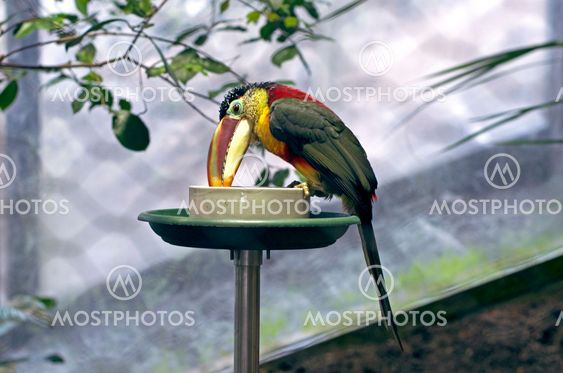 Exotic Bird By Tara Monfared Mostphotos
