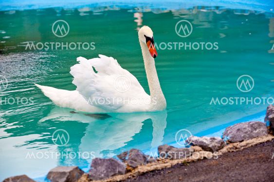 Beautiful White Swan