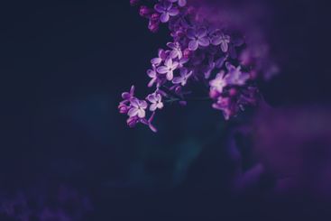 In the spring, beautiful purple lilacs bloom at dusk,...