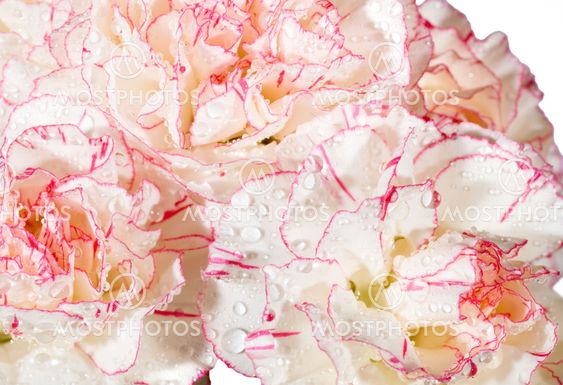 DEW nellike blomster baggrund