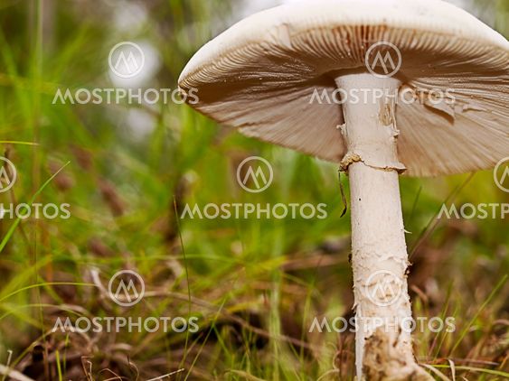 vegitarian mushroom fungi close up