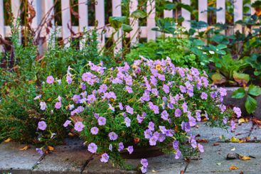 Flowers, plants and garden with blossom for summer, zen...