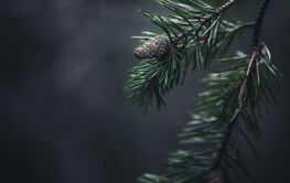 Pine tree cone