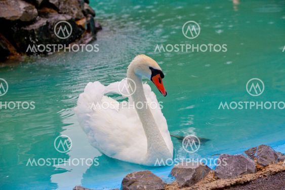 Beautiful White Swan