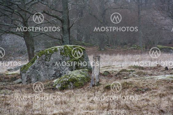 Vintern tar över i markerna