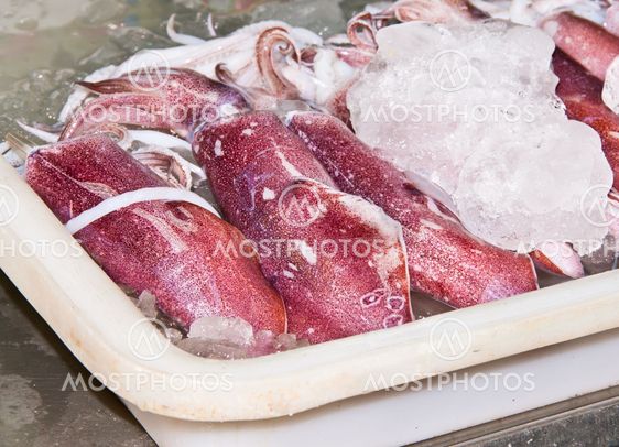 Squid
