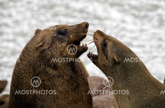two seal fighting on the beach at cape cross seal reserve near the skeleton coast