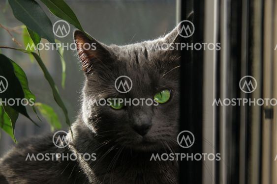 Russianblue