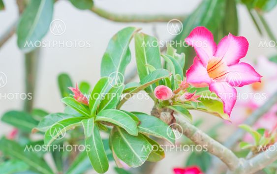 Pink Impala Lily Adenium, Desert Rose or pink flower in Thailand.