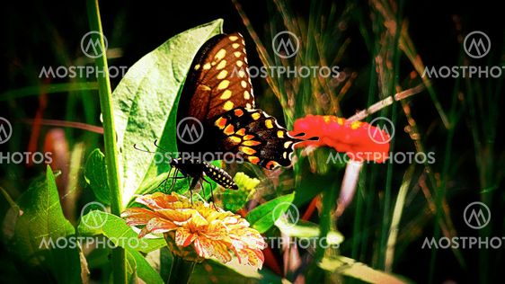 Garden Worker