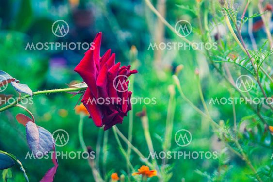 Red rose on a background of greenery