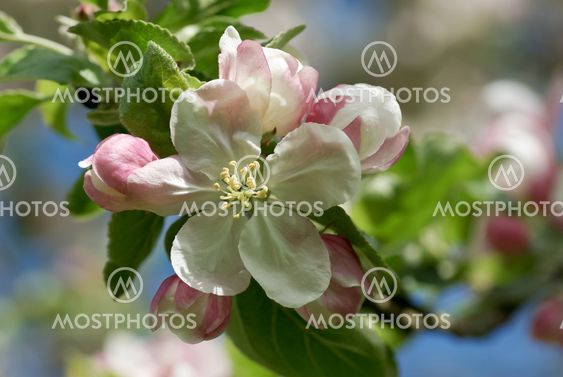 Apple blossom