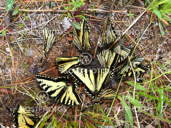 Tiger Swallowtails (Papilio glaucus)