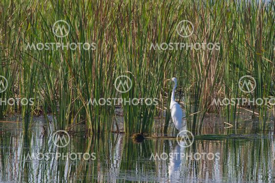 Egret faceing left in the wetlands