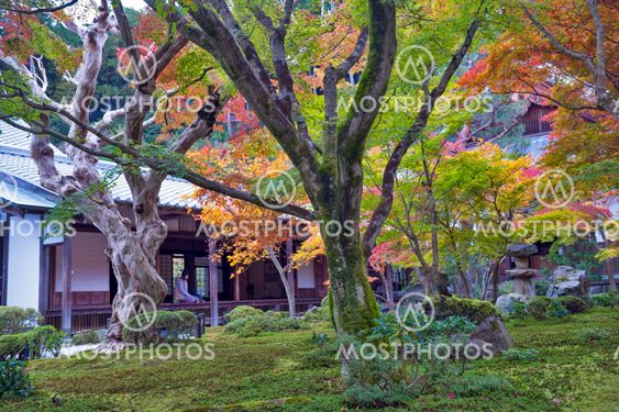 Japanese red maple tree during autumn in garden at Enkoji temple in Kyoto, Japan