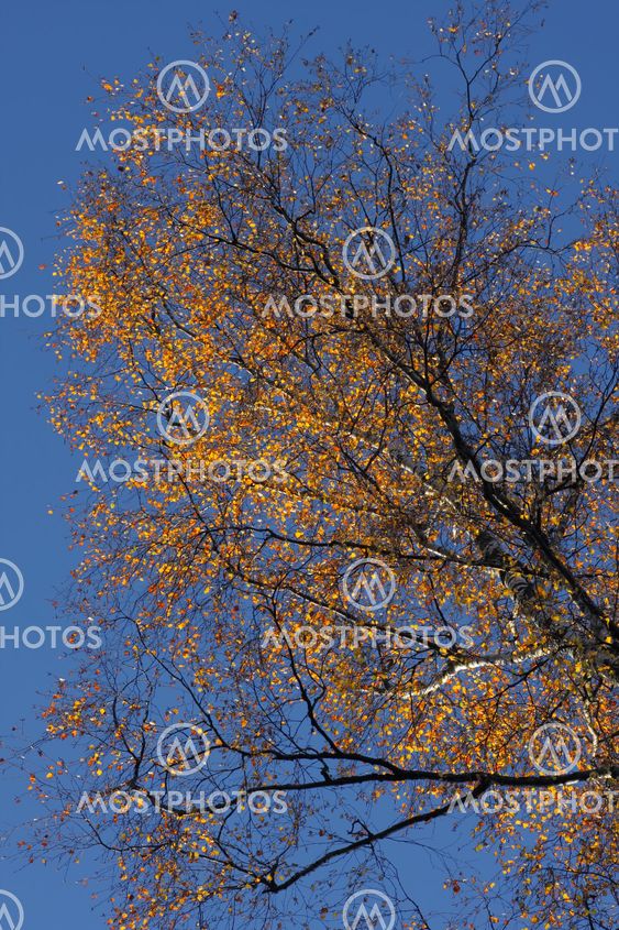 Golden birch