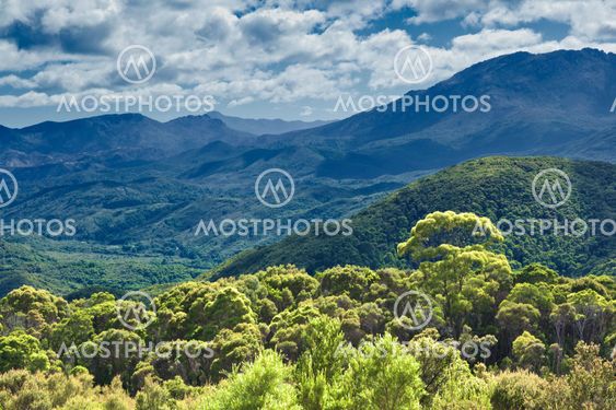 australia rain forest