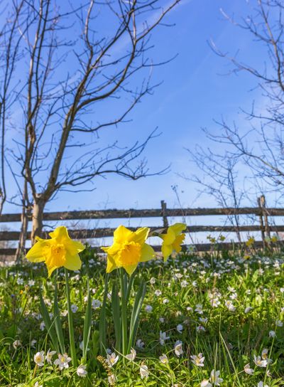 Wood anemone and Wild daffodil in early spring on a meadow